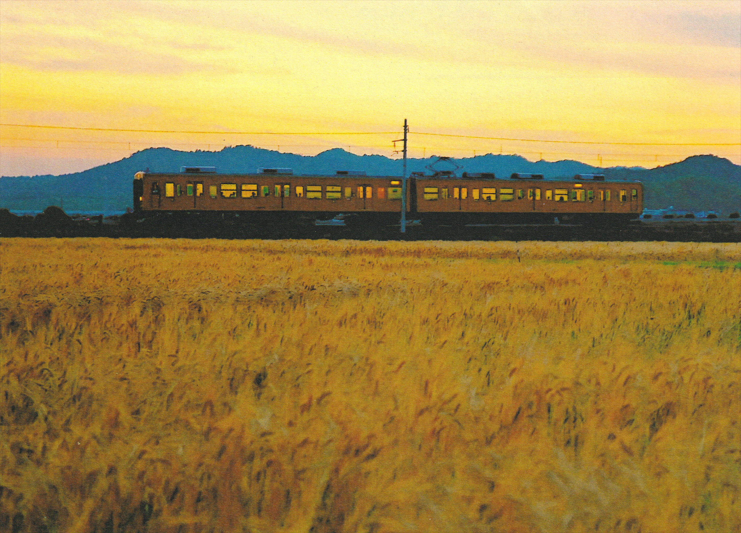 黄金色に染まる